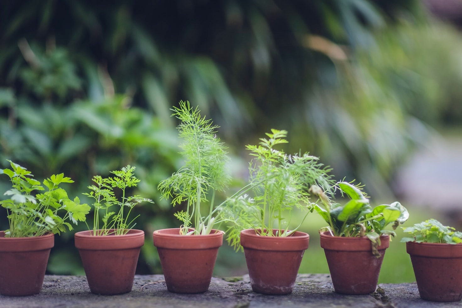 Botanical Sophistication: A Lifestyle Choice